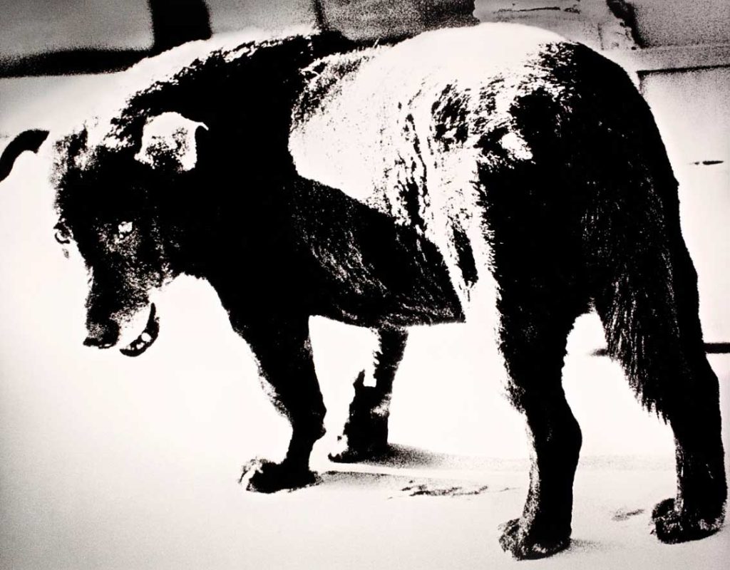 Stray Dog, Misawa, Aomori (1971)